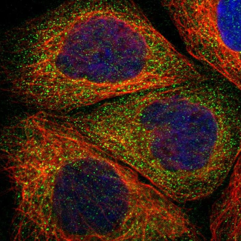 Immunocytochemistry/ Immunofluorescence RIPK2 Antibody - BSA Free