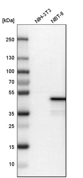 Analysis in mouse cell line NIH-3T3 and rat cell line NBT-II.