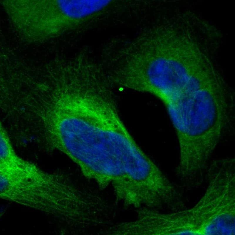 Staining of human cell line U-2 OS shows localization to cytosol & microtubules.