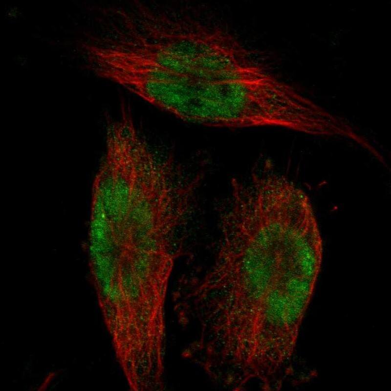 Staining of human cell line U-251 MG shows localization to nucleoplasm.