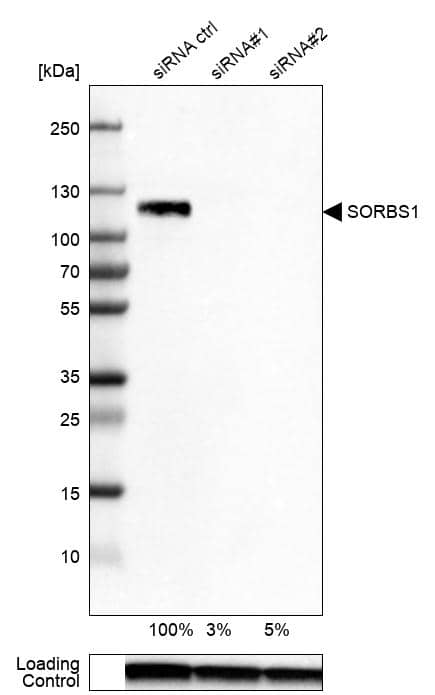 Western Blot SORBS1 Antibody - BSA Free