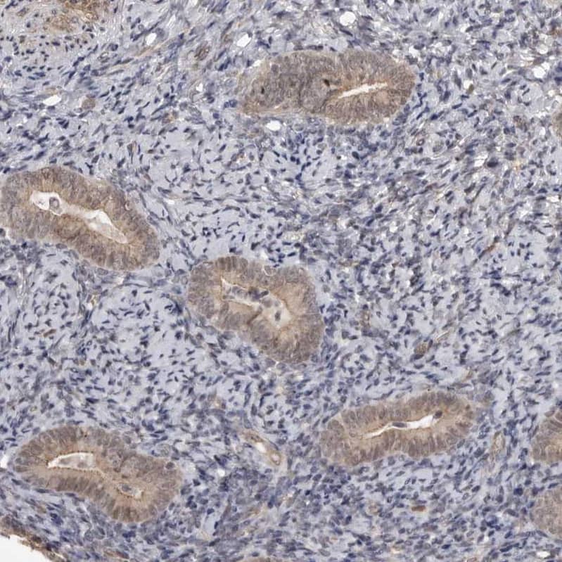 Immunohistochemistry-Paraffin SORBS1 Antibody - BSA Free