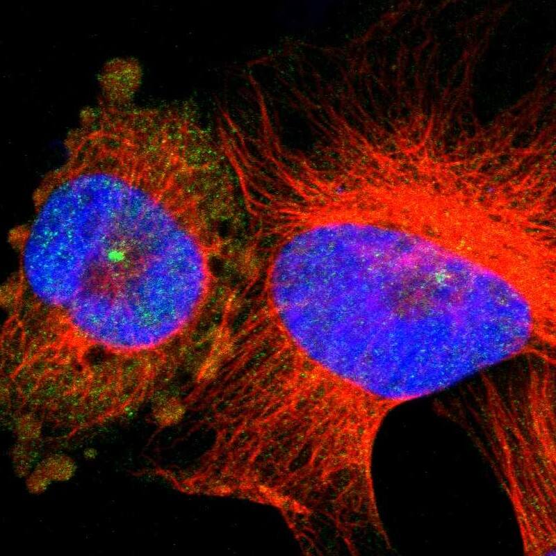 Staining of human cell line U-251 MG shows localization to centrosome.