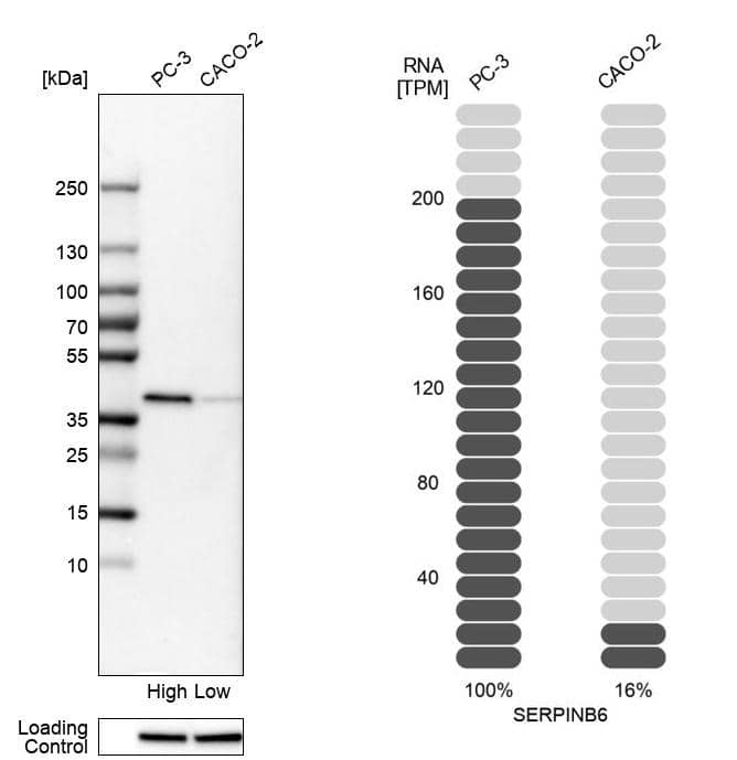 Western Blot Serpin B6 Antibody - BSA Free