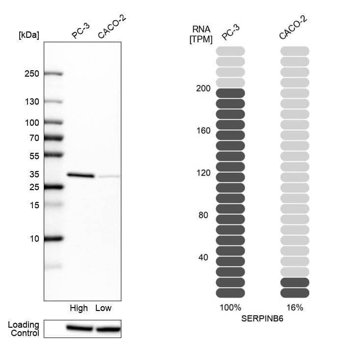 Western Blot Serpin B6 Antibody - BSA Free