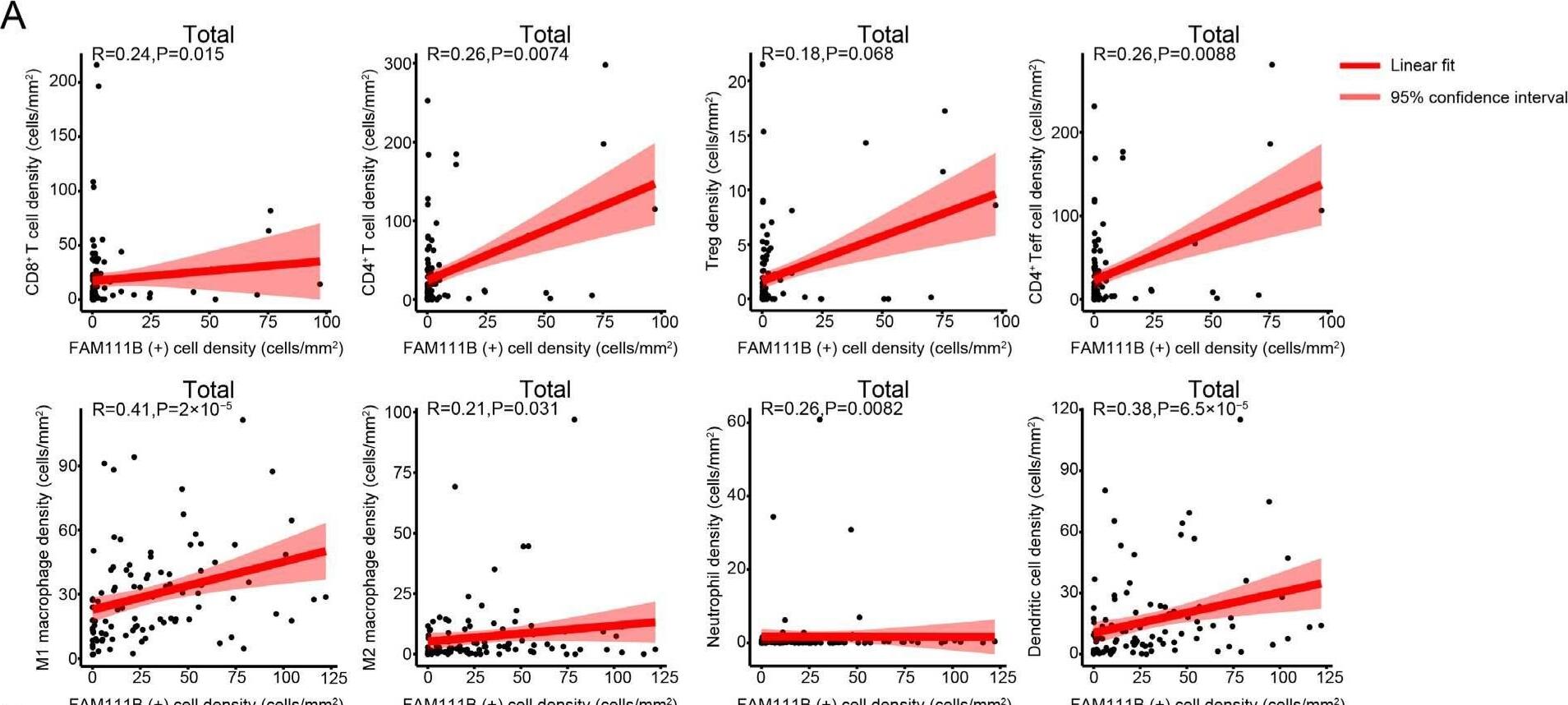 FAM111B expression is positively correlated with immune cell infiltration in OC. (A–C) Scatter plots showing the correlations between the densities of immune cells and FAM111B-positive cells in total (A), tumor (B), and stromal (C) tissues. Statistical analysis was performed via Spearman’s rank correlation analysis. Image collected and cropped by CiteAb from the following open publication (//pubmed.ncbi.nlm.nih.gov/40564014), licensed under a CC-BY license. Not internally tested by Novus Biologicals.