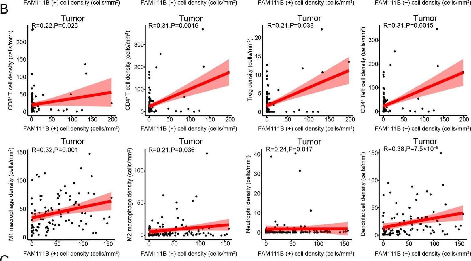 FAM111B expression is positively correlated with immune cell infiltration in OC. (A–C) Scatter plots showing the correlations between the densities of immune cells and FAM111B-positive cells in total (A), tumor (B), and stromal (C) tissues. Statistical analysis was performed via Spearman’s rank correlation analysis. Image collected and cropped by CiteAb from the following open publication (//pubmed.ncbi.nlm.nih.gov/40564014), licensed under a CC-BY license. Not internally tested by Novus Biologicals.