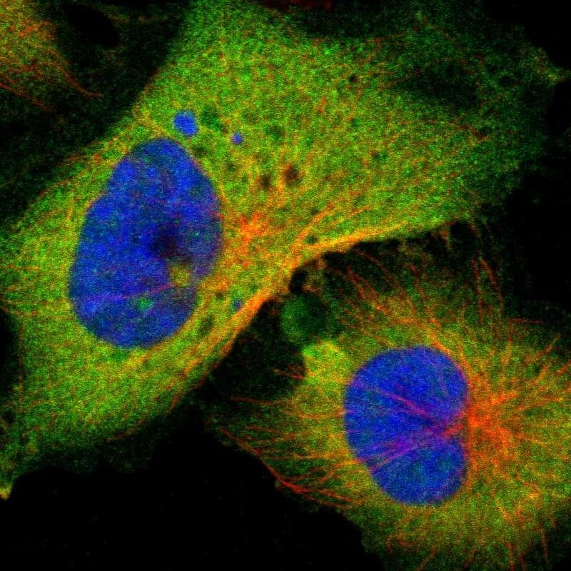 Staining of human cell line U-251 MG shows localization to plasma membrane & cytosol.