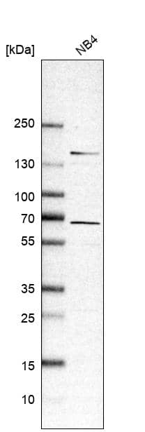 Western Blot RASGRP2 Antibody - BSA Free