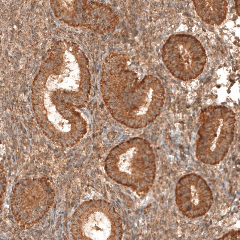Staining of human endometrium shows strong granular positivity in cytoplasm in glandular cells.