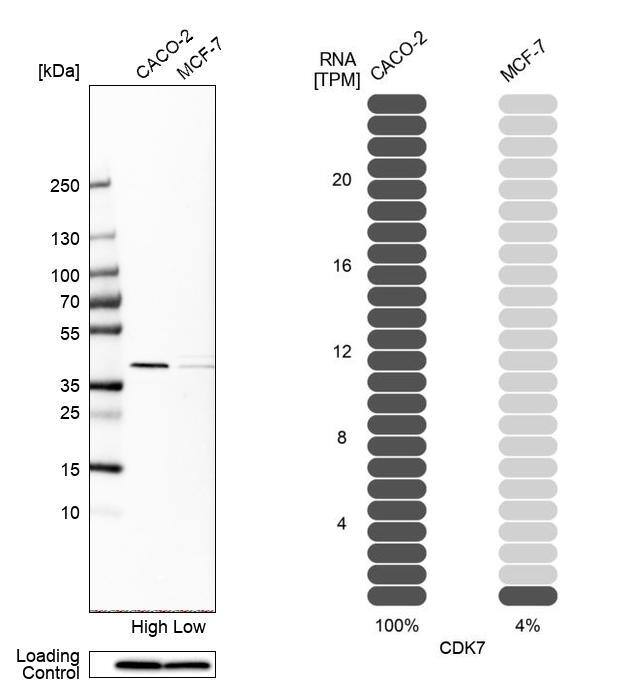 Analysis in human cell lines Caco-2 and MCF-7 using Anti-CDK7 antibody. Corresponding CDK7 RNA-seq data are presented for the same cell lines. Loading control: Anti-PPIB.