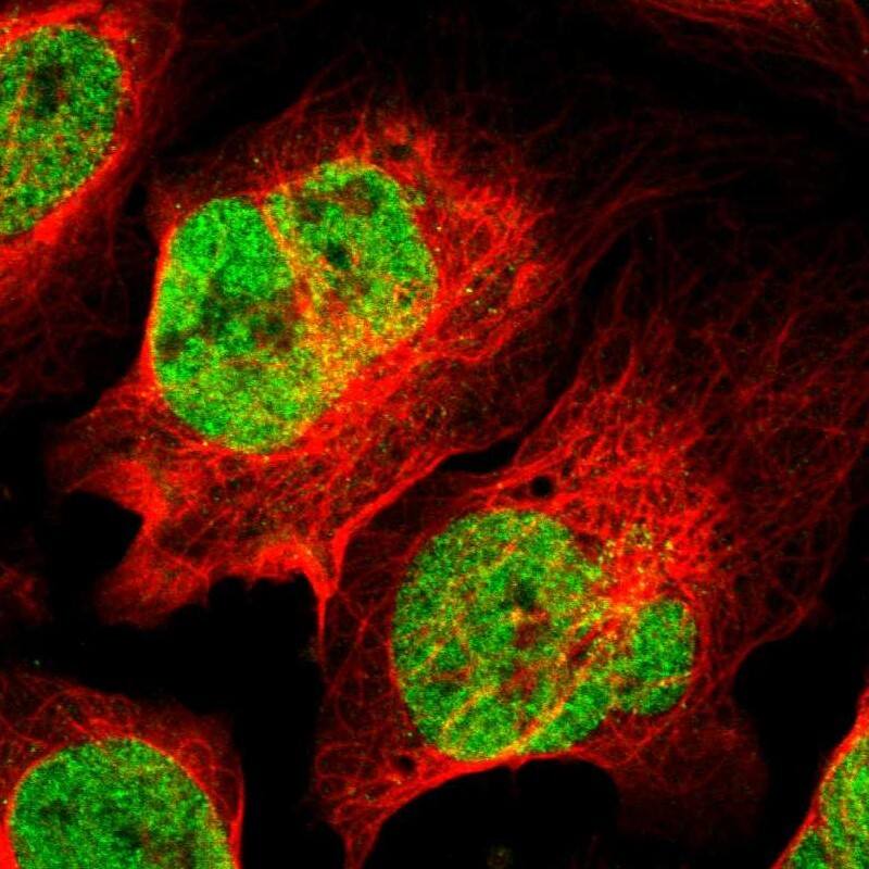 Staining of human cell line U-2 OS shows localization to nucleoplasm.