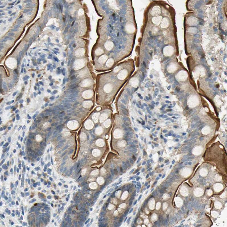 Staining of human upper small intestine shows strong membranous positivity in glandular cells.