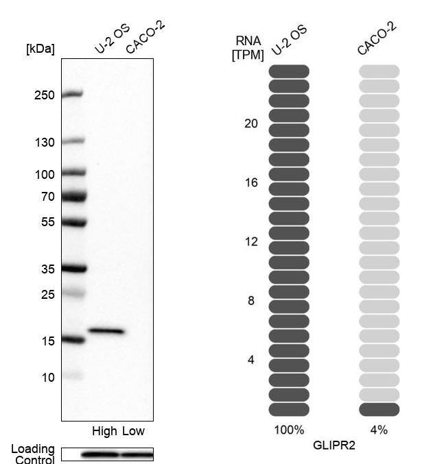 Analysis in human cell lines U2OS and Caco-2 using Anti-GLIPR2 antibody. Corresponding GLIPR2 RNA-seq data are presented for the same cell lines. Loading control: Anti-GAPDH.