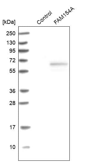 Western Blot FAM154A Antibody - BSA Free
