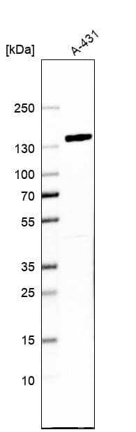 Western Blot FAM120A Antibody - BSA Free