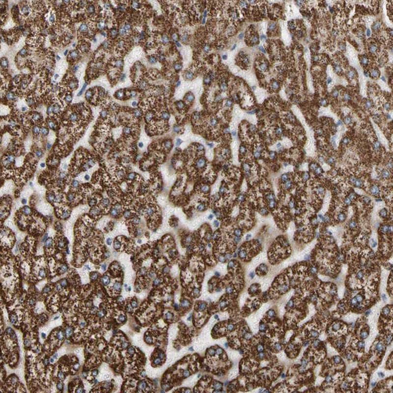 Staining of human liver shows granular cytoplasmic positivity in hepatocytes.