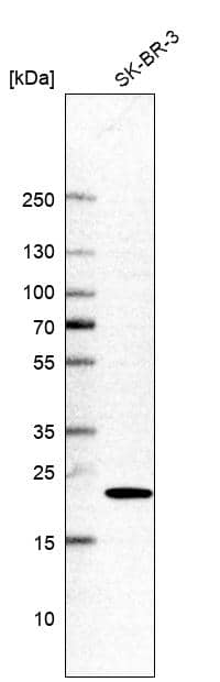 Analysis in human cell line SK-BR-3.