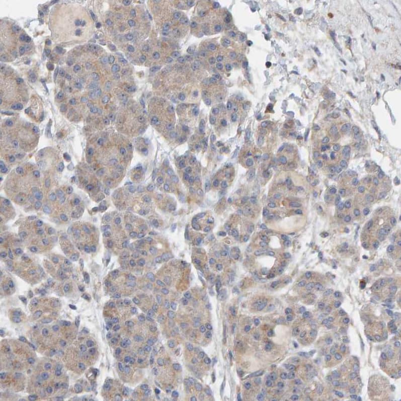 Staining of human pancreas shows weak cytoplasmic positivity in exocrine glandular cells.