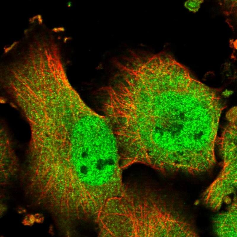 Immunocytochemistry/ Immunofluorescence TMUB1 Antibody - BSA Free
