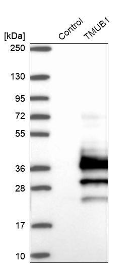 Western Blot TMUB1 Antibody - BSA Free