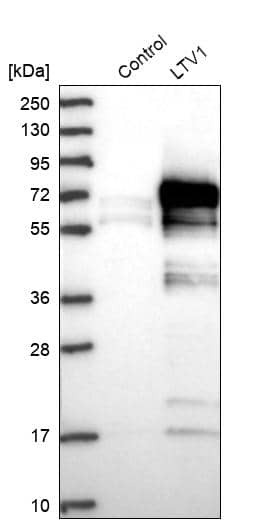 Analysis in control (vector only transfected HEK293T lysate) and LTV1 over-expression lysate (Co-expressed with a C-terminal myc-DDK tag (~3.1 kDa) in mammalian HEK293T cells).