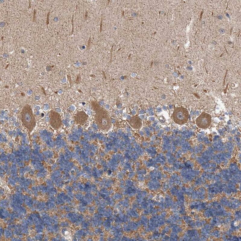 Staining of human cerebellum shows strong cytoplasmic positivity in Purkinje cells.