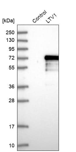 Analysis in control (vector only transfected HEK293T lysate) and LTV1 over-expression lysate (Co-expressed with a C-terminal myc-DDK tag (~3.1 kDa) in mammalian HEK293T cells).
