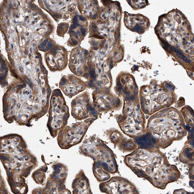 Staining of human placenta shows strong cytoplasmic positivity in trophoblastic cells.