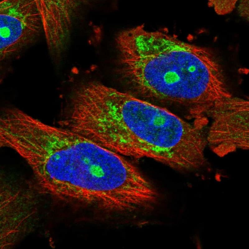 Immunocytochemistry/ Immunofluorescence NOL7 Antibody - BSA Free