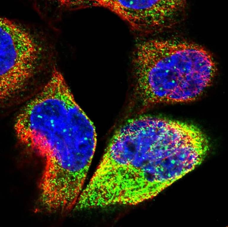  Staining of human cell line A-431 shows localization to nuclear bodies & cytosol.