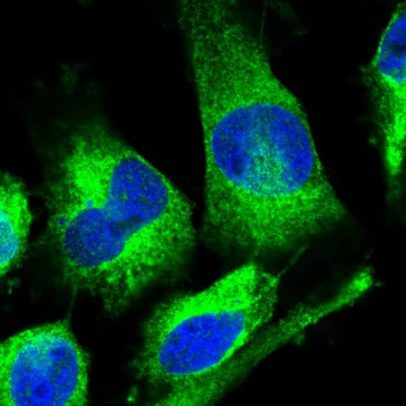 Immunocytochemistry/ Immunofluorescence KCTD20 Antibody - BSA Free