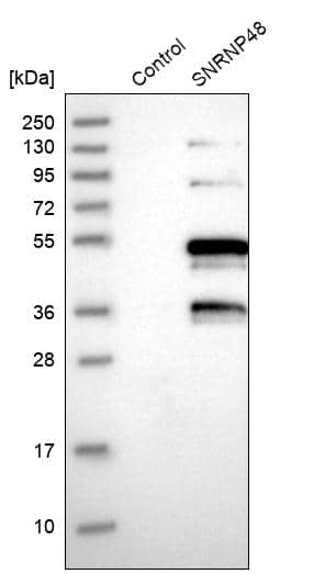 Analysis in control (vector only transfected HEK293T lysate) and SNRNP48 over-expression lysate (Co-expressed with a C-terminal myc-DDK tag (~3.1 kDa) in mammalian HEK293T cells).