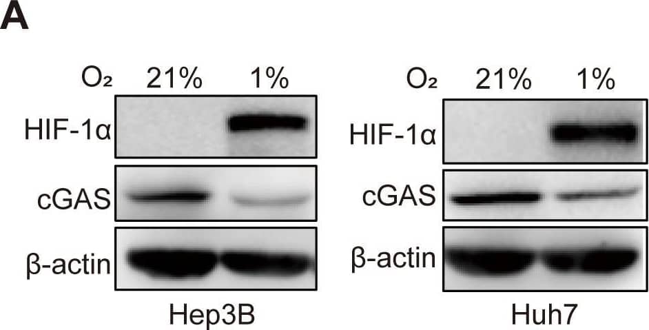 Western Blot cGAS Antibody - BSA Free