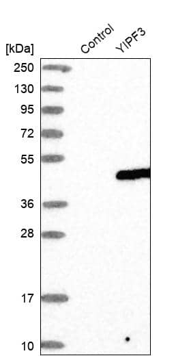 Analysis in control (vector only transfected HEK293T lysate) and YIPF3 over-expression lysate (Co-expressed with a C-terminal myc-DDK tag (~3.1 kDa) in mammalian HEK293T cells).