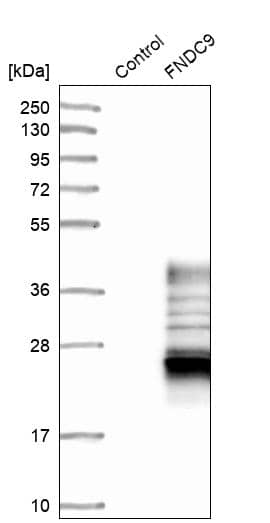 Analysis in control (vector only transfected HEK293T lysate) and FNDC9 over-expression lysate (Co-expressed with a C-terminal myc-DDK tag (~3.1 kDa) in mammalian HEK293T cells).