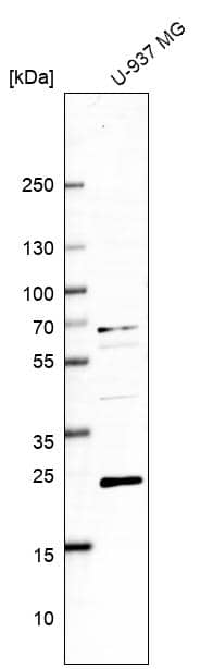 Analysis in human cell line U-937 MG.