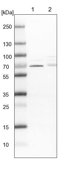 Lane 1: NIH-3T3 cell lysate (Mouse embryonic fibroblast cells)Lane 2: NBT-II cell lysate (Rat Wistar bladder tumour cells)