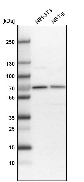 Analysis in mouse cell line NIH-3T3 and rat cell line NBT-II.