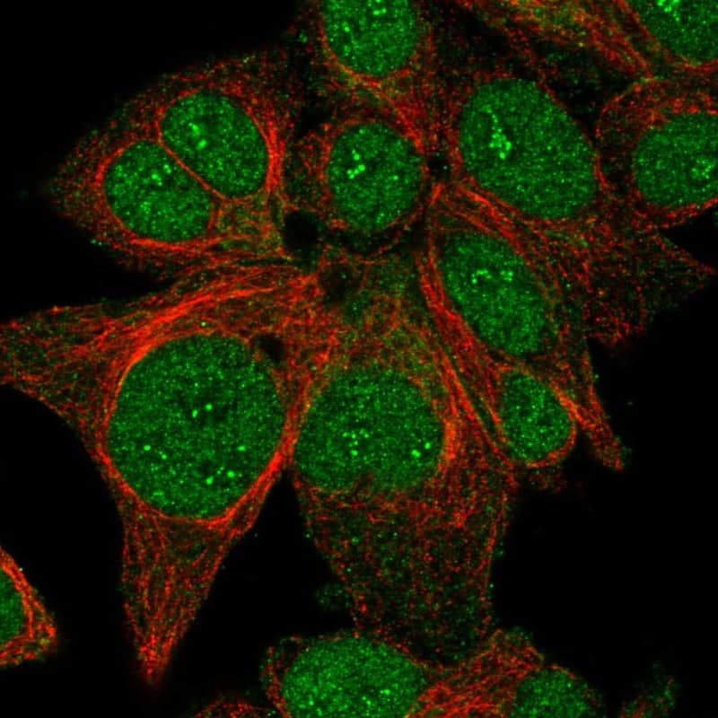 Staining of human cell line Hep G2 shows localization to nucleus, nucleoli fibrillar center & the Golgi apparatus.