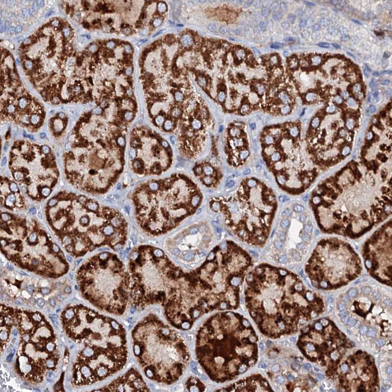 Immunohistochemistry-Paraffin SLC10A7 Antibody - BSA Free