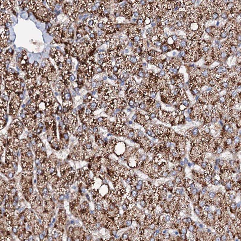 Immunohistochemistry-Paraffin SLC10A7 Antibody - BSA Free