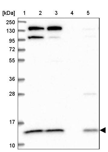Western Blot CMC1 Antibody - BSA Free
