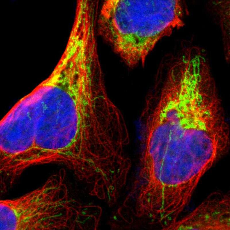 Staining of human cell line U-2 OS shows localization to mitochondria.