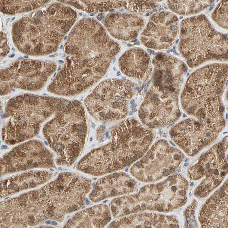 Immunohistochemistry-Paraffin MRPS22 Antibody - BSA Free