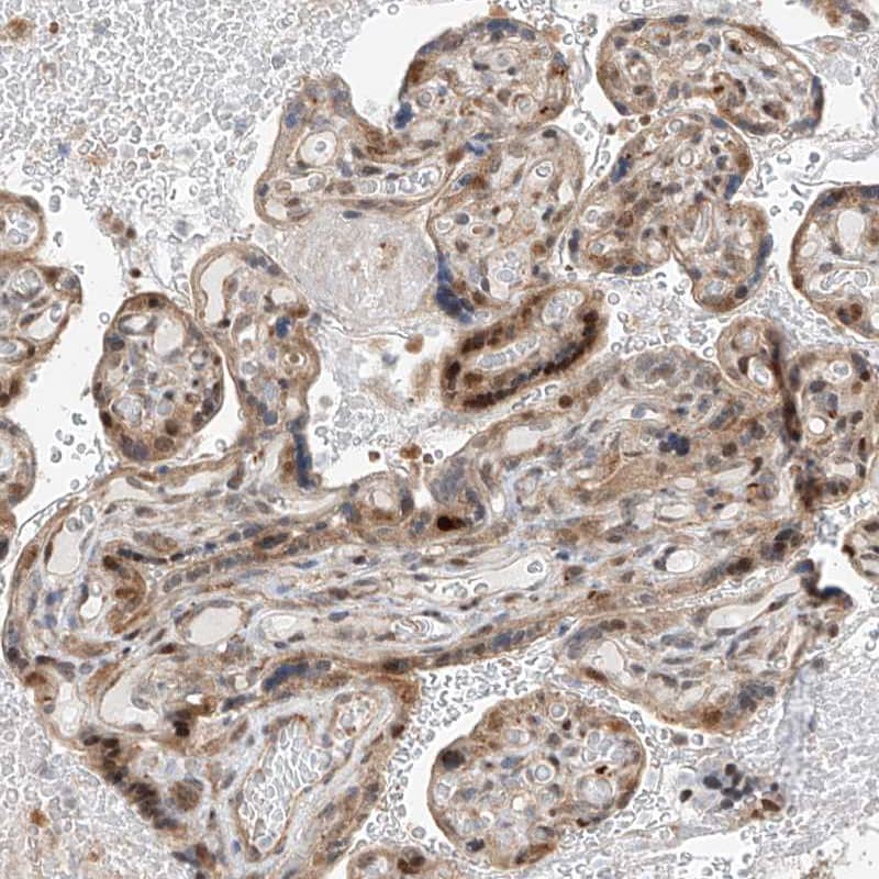 Staining of human placenta shows weak cytoplasmic positivity in trophoblastic cells.