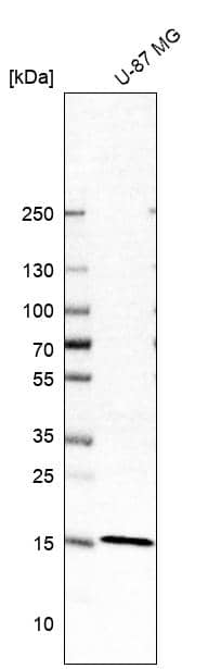 Analysis in human cell line U-87 MG.