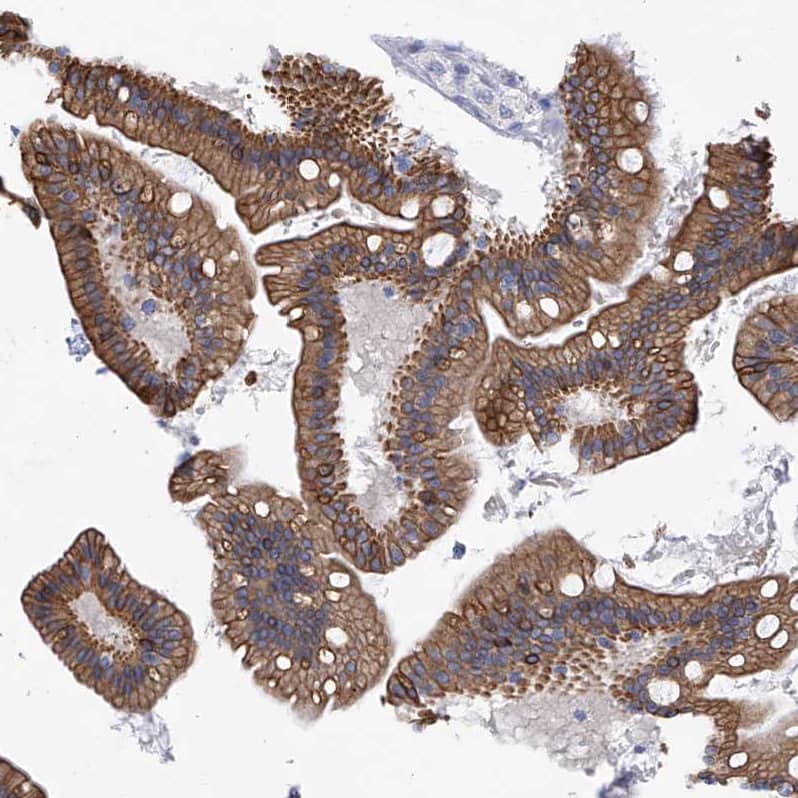 Staining of human small intestine shows strong membranous positivity in glandular cells.