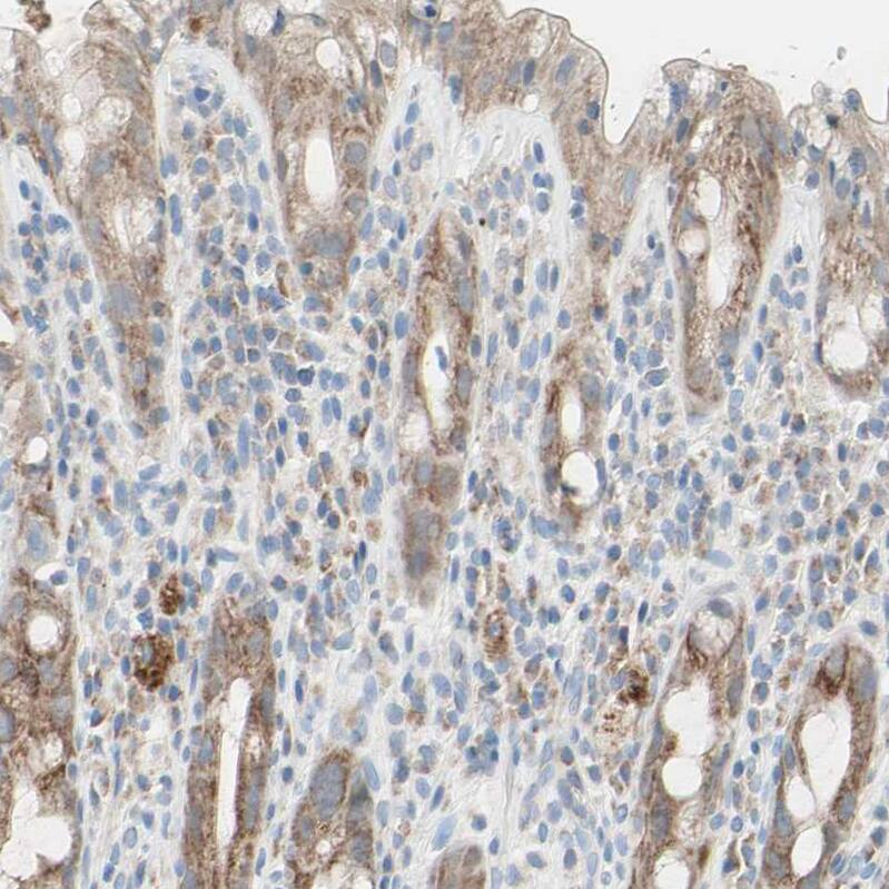 Immunohistochemistry-Paraffin MFF Antibody - BSA Free