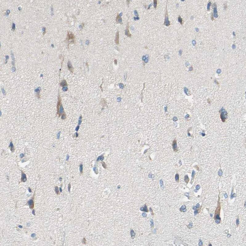 Immunohistochemistry-Paraffin MFF Antibody - BSA Free